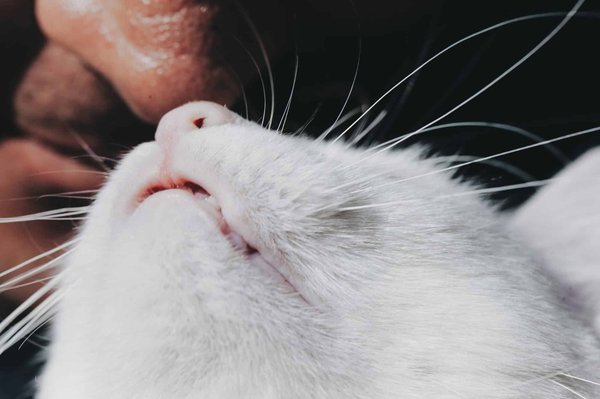 Quelles pratiques de gestion des ressources humaines sont les plus adaptées pour les startups en pleine croissance?